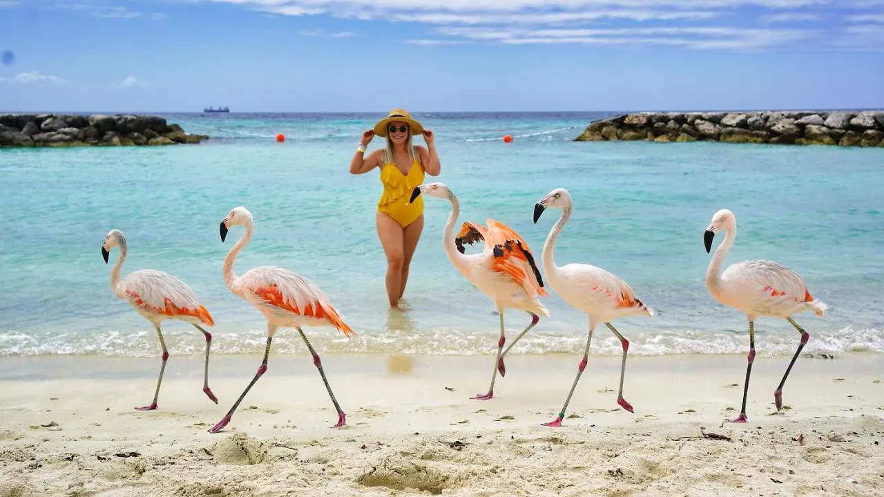 Safir 4 Villa Palm Beach 0*,  Aruba