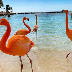  Pensión Yoyita Aruba (adults Only)